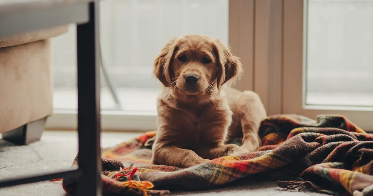 Cannabis and pets: keeping animals safe