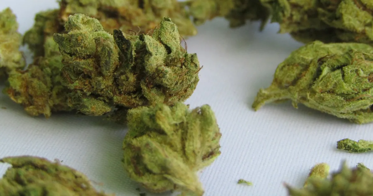 Indica vs sativa: does it actually matter?